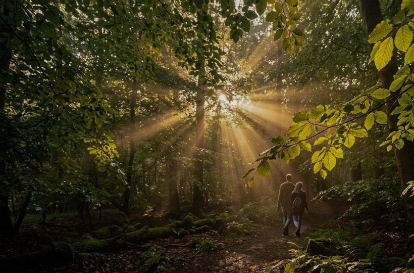 A couple walking through a woods, with the suns rays breaking through the trees